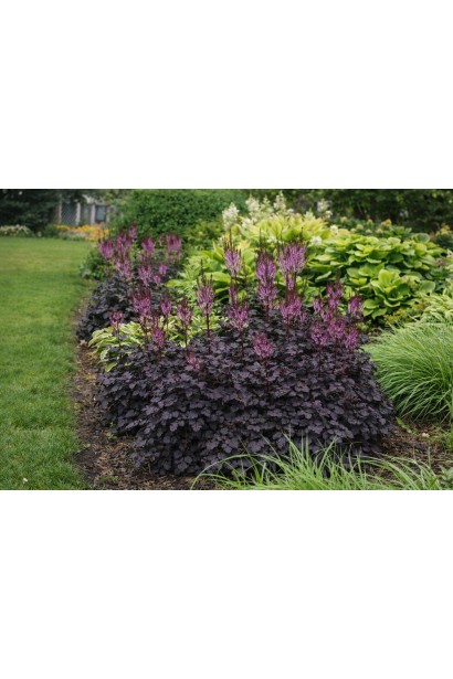 Астильба китайська Дарк Сайд оф зе Мун